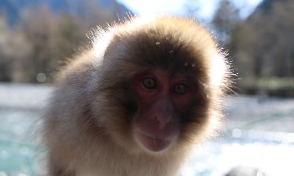 ぴっぴのライフログ